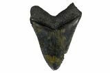 Fossil Megalodon Tooth - South Carolina #169212-2